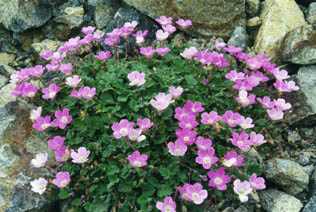 Erodium x variabile 'bishop's form'